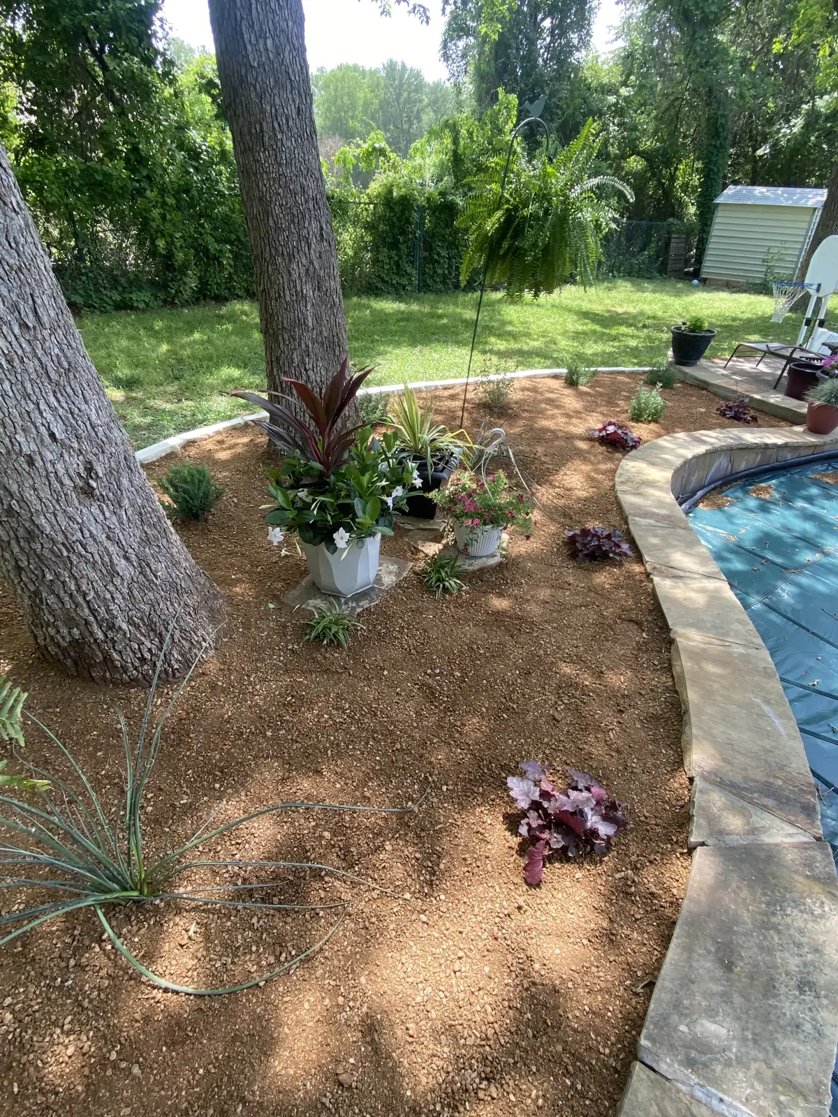 Native plants and poolside plantings at a Weatherford TX home
